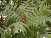 sumac o rhus coriaria