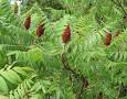 sumac1