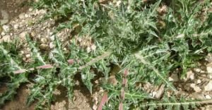 gundelia-tourneforti