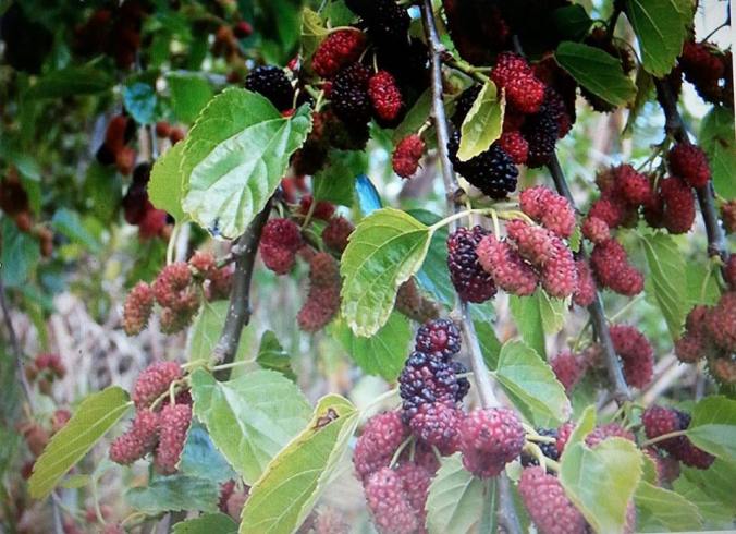 13672528_10210293062787502_274325431_n