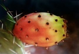 14012205_10210484057642254_174589535_n