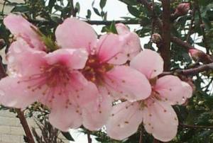 14088739_10210538295398164_1105963145_n