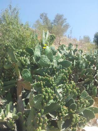 saber ormi palestinesi