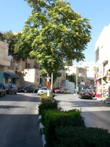 ailanto-sulla-strada-per-hebron