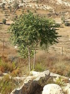 giovanissimo-esemplare-tra-i-ruderi-di-beit-sahour